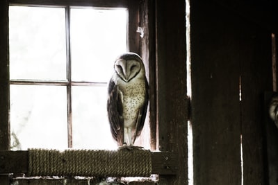 白天，灰色和黑色的谷仓猫头鹰靠近玻璃窗